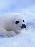 Harp Seal Pup Photographic Print