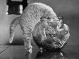 Kittens in a Fish Bowl Photographic Print