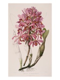 Lithograph of Orchids: Laelia Superbiens Giclee-trykk av James Bateman
