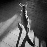 Jeune kangourou et ombres Photographie par Horace Bristol