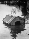 Dog Floating on Doghouse Fotografisk trykk av Bettmann Dog Floating on Doghouse Fotografisk trykk av Bettmann