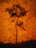 Orange Sky Behind Tree Fotografisk trykk av Andre Burian