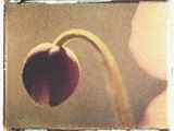 Anemone Bud Photographic Print by Jennifer Kennard