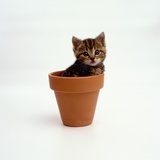 Kitten in Plant Pot Photographic Print by Pat Doyle