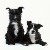 Two Terrier Puppies Photographic Print by Pat Doyle