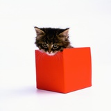 Kitten Sitting in Red Box Photographic Print by Pat Doyle