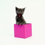 Yawning Kitten in Purple Box Photographic Print by Pat Doyle