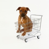 Puppy Sitting in Miniature Shopping Cart Photographic Print by Pat Doyle