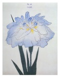 U-Chu Book of a Light Blue Iris Giclée-Druck von Stapleton Collection 