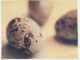 Quail Eggs Photographic Print by Jennifer Kennard
