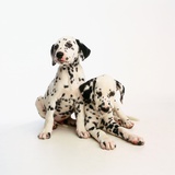Dalmatian Puppies Photographic Print by Pat Doyle