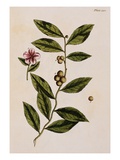 Green Tea Giclee-trykk av Elizabeth Blackwell