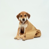 Puppy Sitting in Shopping Bag Photographic Print by Pat Doyle