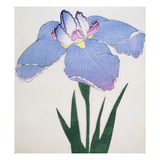 Kaku Jaku Ro Book of a Blue Iris Giclee Print by Stapleton Collection 