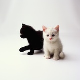 Black Kitten and White Kitten Photographic Print by Pat Doyle