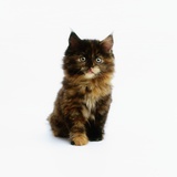 Ragdoll Kitten Photographic Print by Pat Doyle