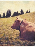 Alpine Cow 2 Photographic Print by Jennifer Kennard