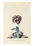 Botanical Print of Garden Auricula Giclee Print by Johann Wilhelm Weinmann