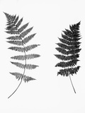 Photographic Study Of Fern Leaves Photographie par Bettmann 