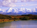 Shrubs Growing off Wonder Lake Photographic Print by Robert Glusic