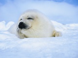 Harp Seal Pup Sleeping Photographic Print