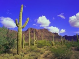 Forest of Cactus Photographic Print by Robert Glusic