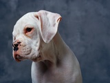 Dog Looking to Side Photographic Print by Lawrence Manning