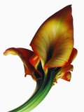 Red and Yellow Gladiolus Photographic Print