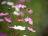Pink and White Cosmos Flowers Photographic Print