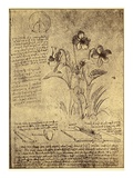 Drawing of Flowers and Diagrams by Leonardo da Vinci Giclee-trykk av Bettmann Drawing of Flowers and Diagrams by Leonardo da Vinci Giclee-trykk av Bettmann