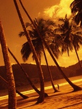 Palm Trees on Beach Photographic Print by Jack Hollingsworth