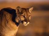 Mountain Lion Photographic Print by Chase Swift