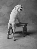 Dog Climbing on Bench Photographic Print by Lawrence Manning