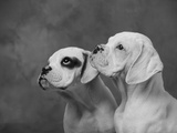 Dogs Looking to Distance Photographic Print by Lawrence Manning