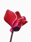 Pink Cyclamens Photographic Print