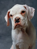 Dog Sitting Photographic Print by Lawrence Manning