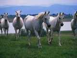 Arabian Horses Walking in Pasture Photographic Print by Chase Swift