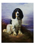 Royal, A Tri-Colour Working Springer Spaniel Giclee Print by Lilian Cheviot