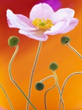 Flower Against Orange Background Photographic Print by Andy Small