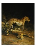 Two Leopards Lying in the Exeter Reproduction procédé giclée par Jacques Laurent Agasse