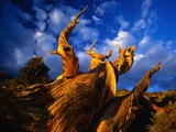 Twisted Tree Photographic Print by Pat O'Hara