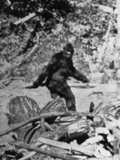 Angebliches Foto von Bigfoot Fotografie-Druck von Bettmann 