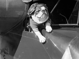 Dog Flying in Aircraft Fotografisk trykk av Bettmann Dog Flying in Aircraft Fotografisk trykk av Bettmann