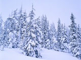 Winter Snow on Evergreens Fotografisk tryk af Mark Karrass Winter Snow on Evergreens Fotografisk tryk af Mark Karrass