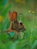 Cottontail Rabbit in the Grass Photographic Print by Joe McDonald