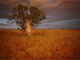 A Boab Tree Stands Solitary in the Bush Near Wyndham Reprodukcja zdjęcia autor Sam Abell