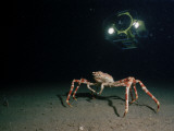 A Submersible Hovers Above a Female Giant Spider Crab Photographic Print by Emory Kristof