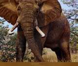 Jumbo Arte por John Banovich Jumbo Arte por John Banovich