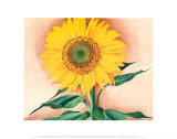 Un girasol de Maggie, 1937 Imágenes por Georgia O'Keeffe