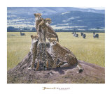 Cheetah Watch Posters av John Banovich